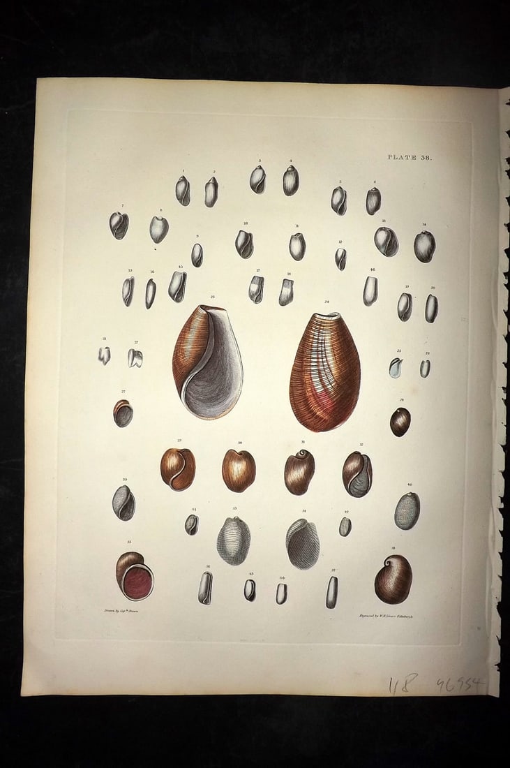 Brown, Captain 1827 Folio Hand Col Shell Print 38: Folio Steel Engraving/Etching Published 1827, London for Illustrations of the Conchology of Great Britain and Ireland" by Captain Thomas Brown. Engraved by W. H. and D. Lizars. Fine hand colour as iss
