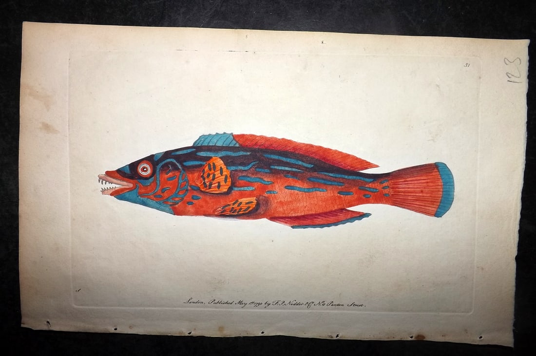 Shaw & Nodder 1790 Hand Col Print. Beautiful Sparus Fish 31 (1 of 1)