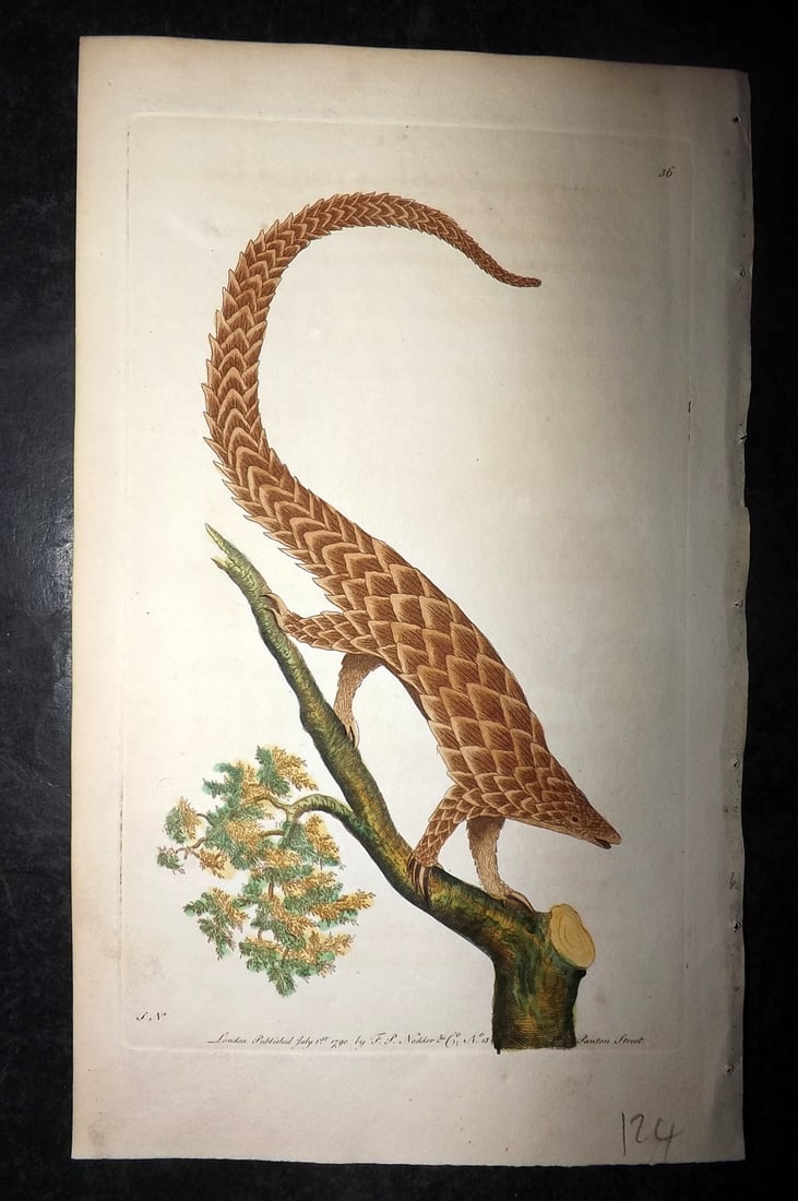 Shaw & Nodder 1790 Hand Col Print. Four Toed Manis 36: Hand Colored Copper Plate Published 1789-1813, London for "The Naturalist's Miscellany: or Coloured Figures of Natural Objects" by George Shaw and Frederick Nodder. With accompanying descriptive text.