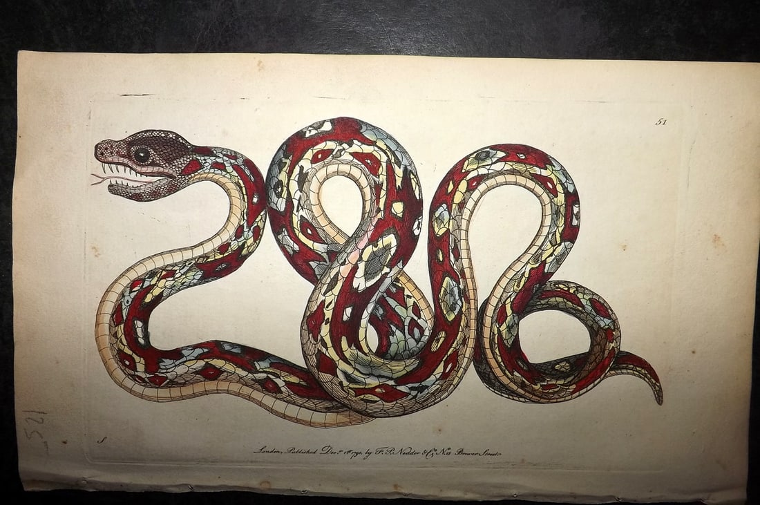 Shaw & Nodder 1790 Hand Col Print. Great Boa Snake 51: Hand Colored Copper Plate Published 1789-1813, London for "The Naturalist's Miscellany: or Coloured Figures of Natural Objects" by George Shaw and Frederick Nodder. With accompanying descriptive text.