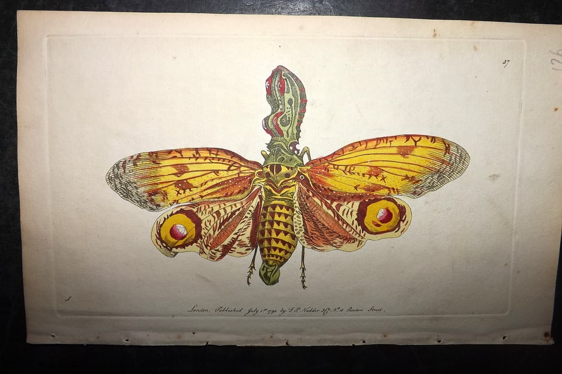 Shaw & Nodder 1790 Hand Col Print. Great Lanthorn Fly 37: Hand Colored Copper Plate Published 1789-1813, London for "The Naturalist's Miscellany: or Coloured Figures of Natural Objects" by George Shaw and Frederick Nodder. With accompanying descriptive text.