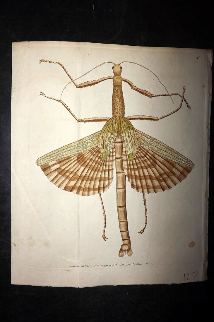 Shaw & Nodder 1790 Hand Col Print. Great Mantis 43: Hand Colored Copper Plate Published 1789-1813, London for "The Naturalist's Miscellany: or Coloured Figures of Natural Objects" by George Shaw and Frederick Nodder. With accompanying descriptive text.