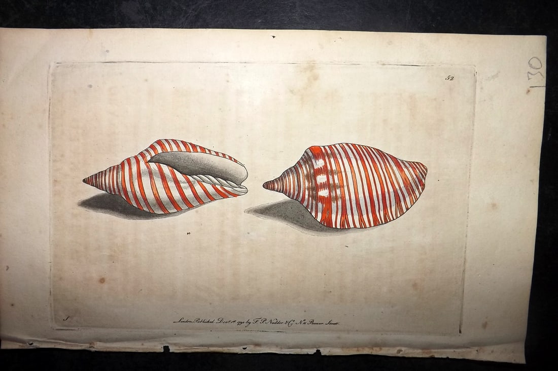 Shaw & Nodder 1790 Hand Col Print. Orange Flag Shells 52 (1 of 1)
