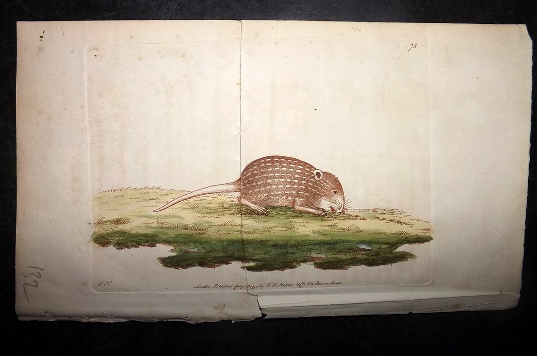 Shaw & Nodder 1790 Hand Col Print. Striped Mouse 73 (faults): Hand Colored Copper Plate Published 1789-1813, London for "The Naturalist's Miscellany: or Coloured Figures of Natural Objects" by George Shaw and Frederick Nodder. With accompanying descriptive text.