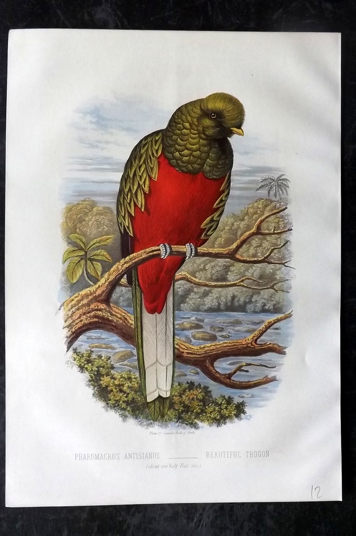 Jones, Thomas Rymer 1869 Antique Bird Print. Beautiful Trogan: Chromolithograph Published 1869 by Cassell, Petter, and Galpin, London for "Cassell's Book of Birds" by Thomas Rymer Jones. Paper Size: 10 x 7.5 inch (25 x 19cm) Good Condition