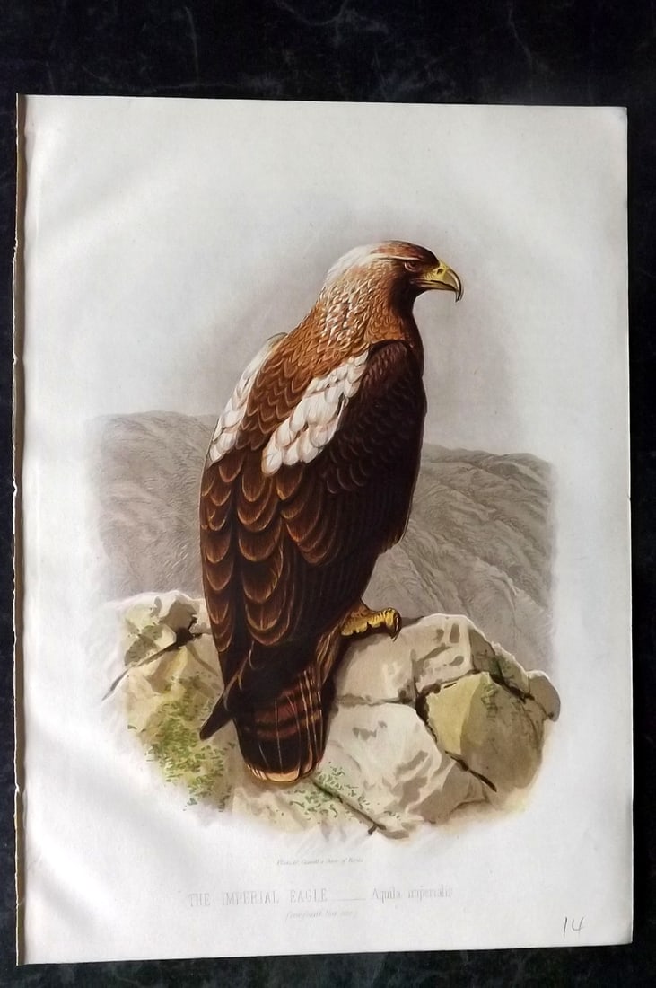 Jones, Thomas Rymer 1869 Antique Bird Print. Imperial Eagle: Chromolithograph Published 1869 by Cassell, Petter, and Galpin, London for "Cassell's Book of Birds" by Thomas Rymer Jones. Paper Size: 10 x 7.5 inch (25 x 19cm) Good Condition
