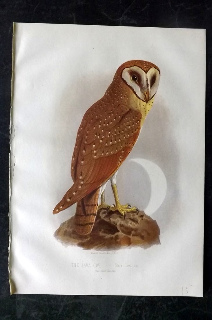 Jones, Thomas Rymer 1869 Antique Bird Print. Java Owl (1 of 1)