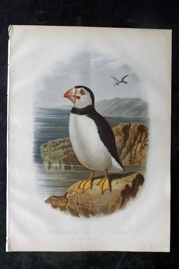 Jones, Thomas Rymer 1869 Antique Bird Print. Puffin (1 of 1)