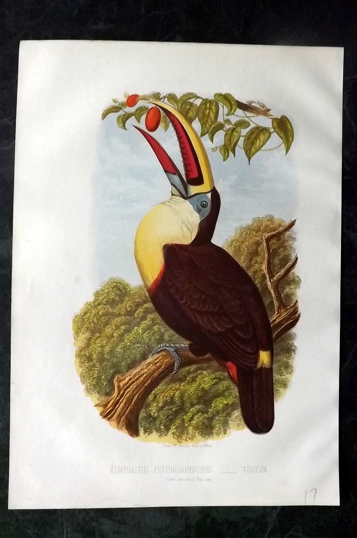 Jones, Thomas Rymer 1869 Antique Bird Print. Toucan (1 of 1)