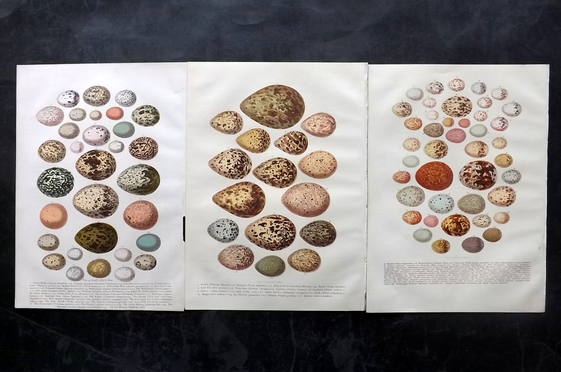 Jones, Thomas Rymer 1869 Lot of 3 Bird Egg Prints (1 of 2)