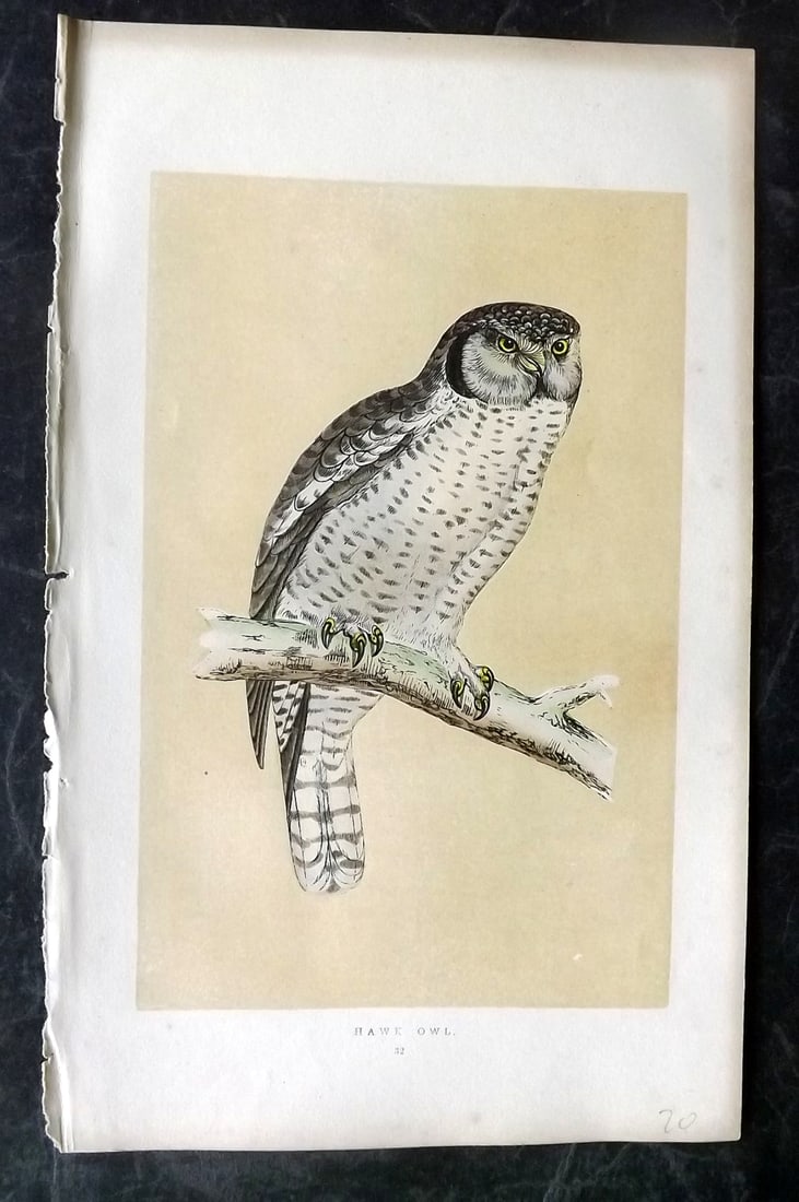 Morris, Francis 1851 Hand Col Bird Print. Hawk Owl, 1st Ed. (1 of 1)