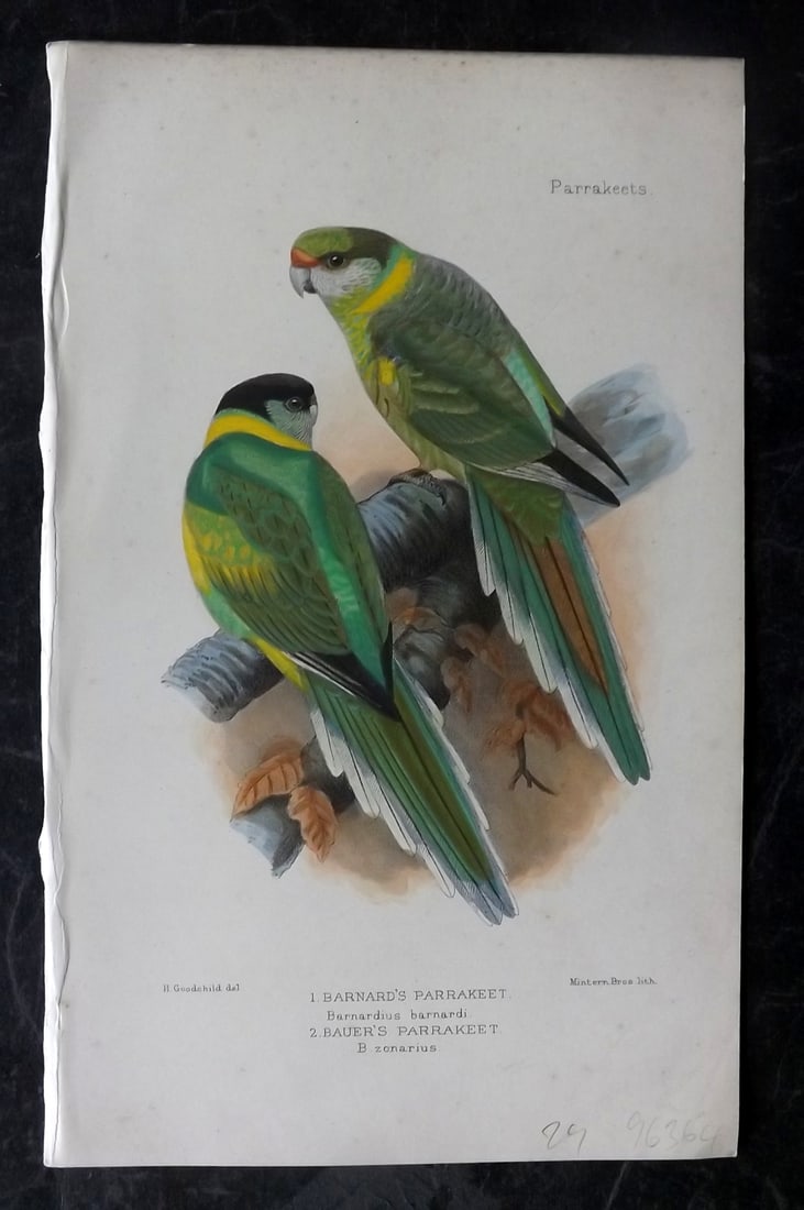 Seth-Smith, David 1926 HCol Bird Print. Barnard's & Bauer's Parakeet (1 of 1)