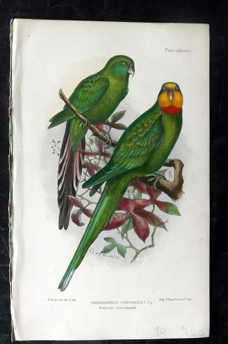 Seth-Smith, David 1926 HCol Bird Print. Barraband's Parakeet (1 of 1)