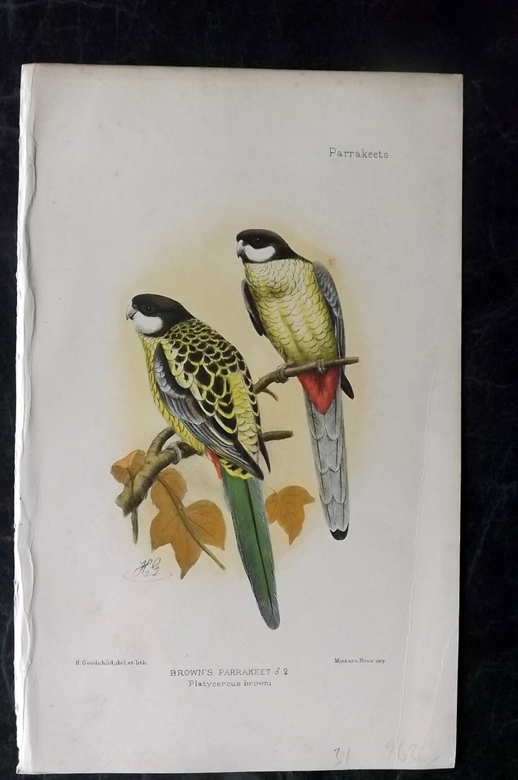 Seth-Smith, David 1926 HCol Bird Print. Brown's Parakeet (1 of 1)