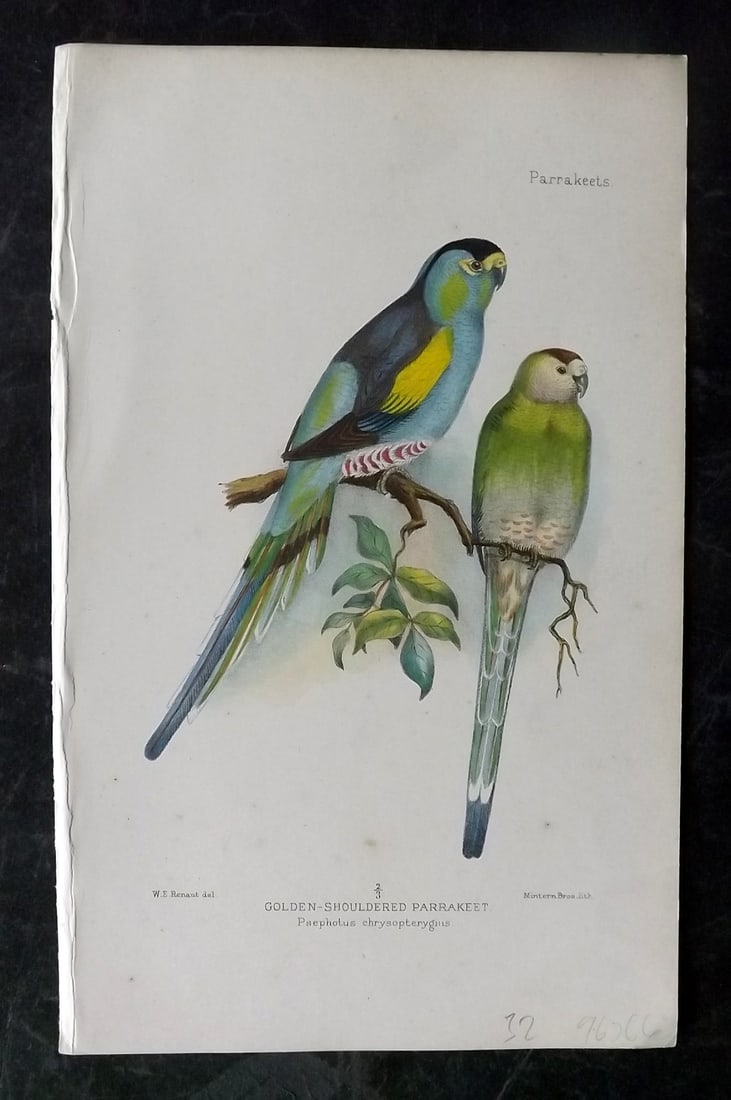 Seth-Smith, David 1926 HCol Bird Print. Golden Shouldered Parakeet (1 of 1)