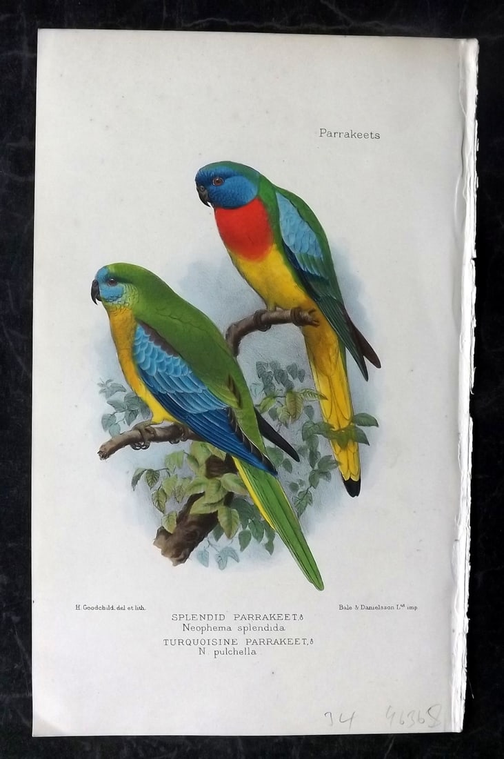 Seth-Smith, David 1926 HCol Bird Print. Splendid & Turquoisine Parakeet (1 of 1)