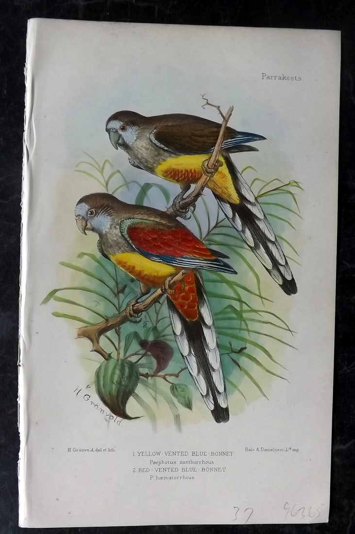 Seth-Smith, David 1926 HCol Print. Yellow & Red Vented Blue-Bonnet Parrots (1 of 1)