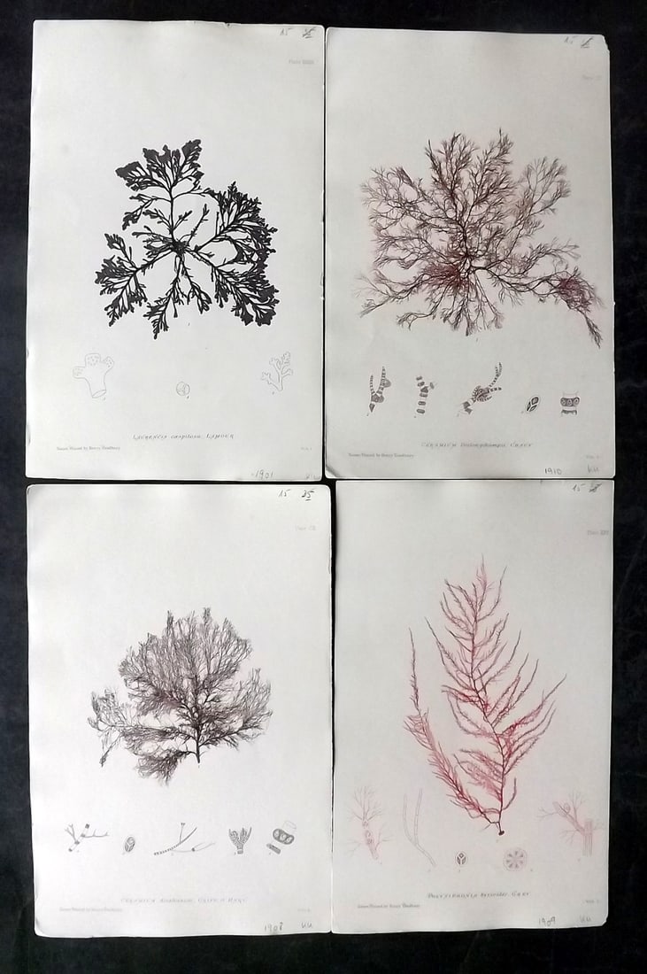 Bradbury, Henry 1859 Lot of 4 Nature Prints Seaweed Prints (1 of 2)