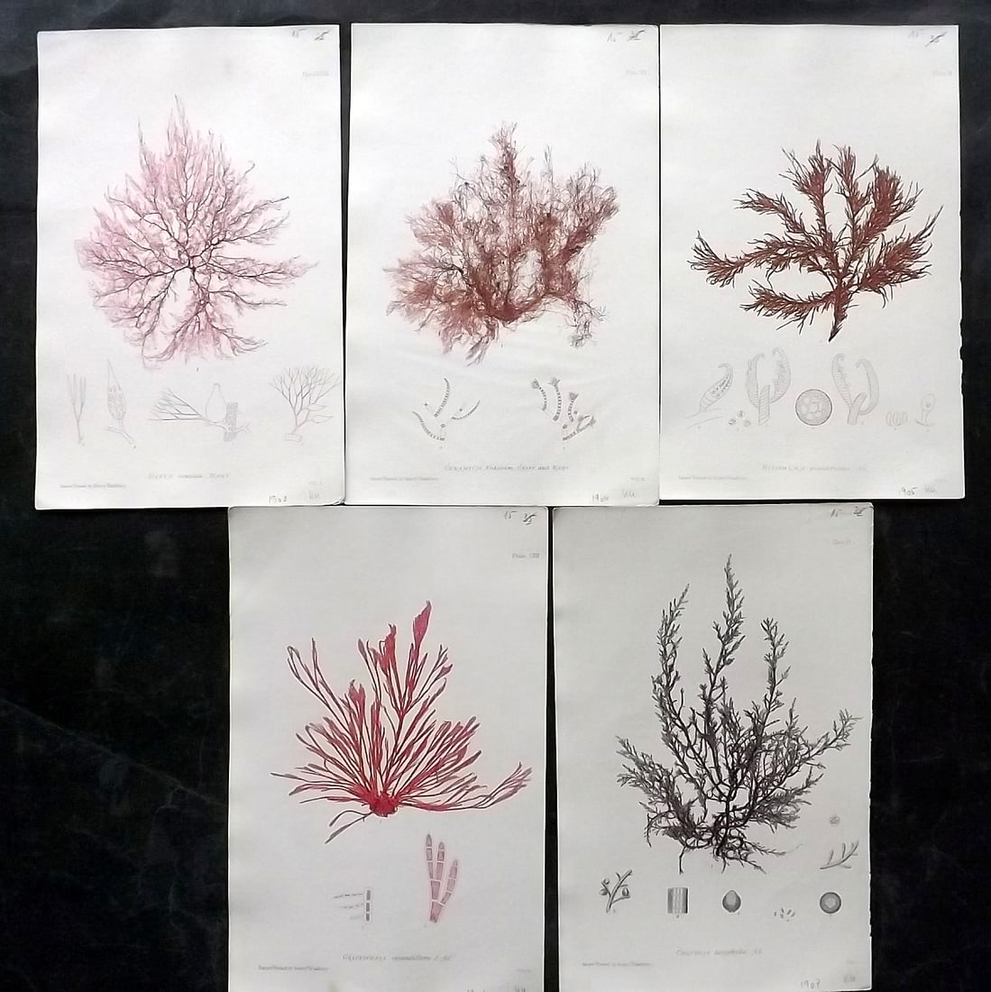 Bradbury, Henry 1859 Lot of 5 Nature Prints Seaweed Prints (1 of 2)