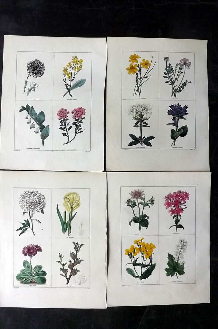 Maund, Benjamin C1830 Lot of 4 Hand Col Botanical Prints (1 of 2)