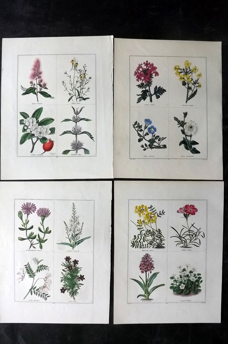 Maund, Benjamin C1830 Lot of 4 Hand Col Botanical Prints (1 of 2)