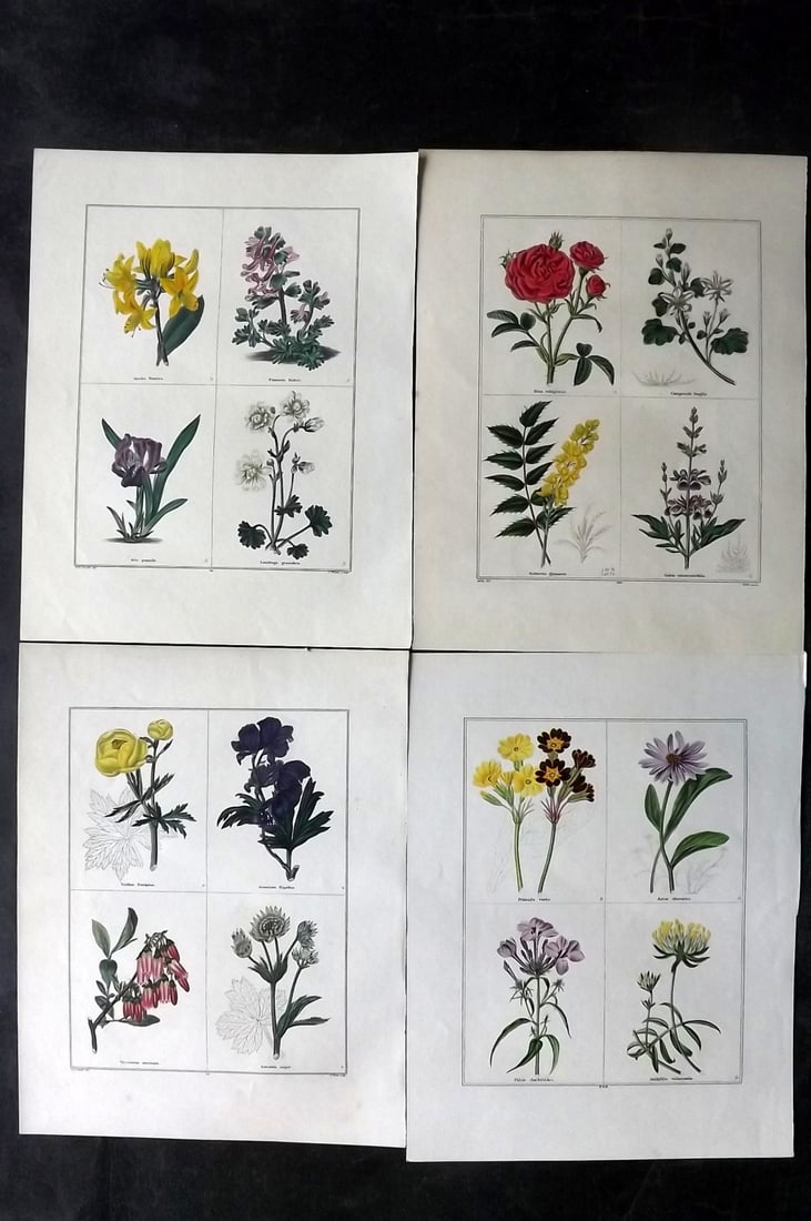 Maund, Benjamin C1830 Lot of 4 Hand Col Botanical Prints (1 of 2)