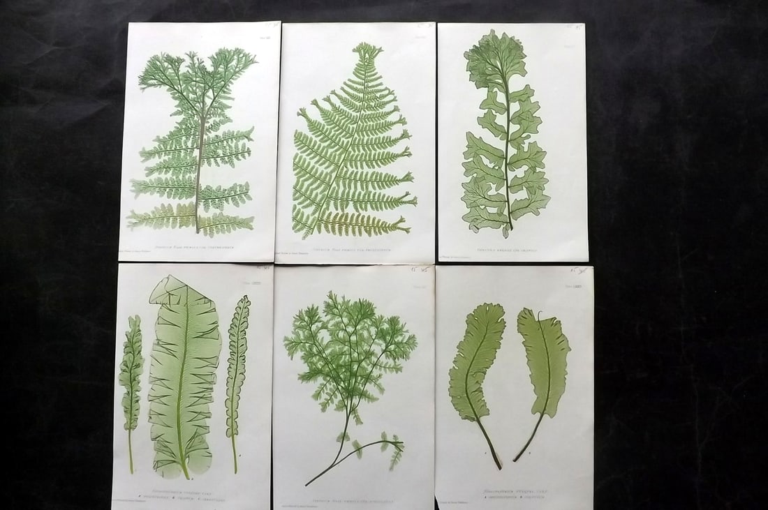 Moore & Bradbury 1860 Lot of 6 Nature Printed Ferns (1 of 2)