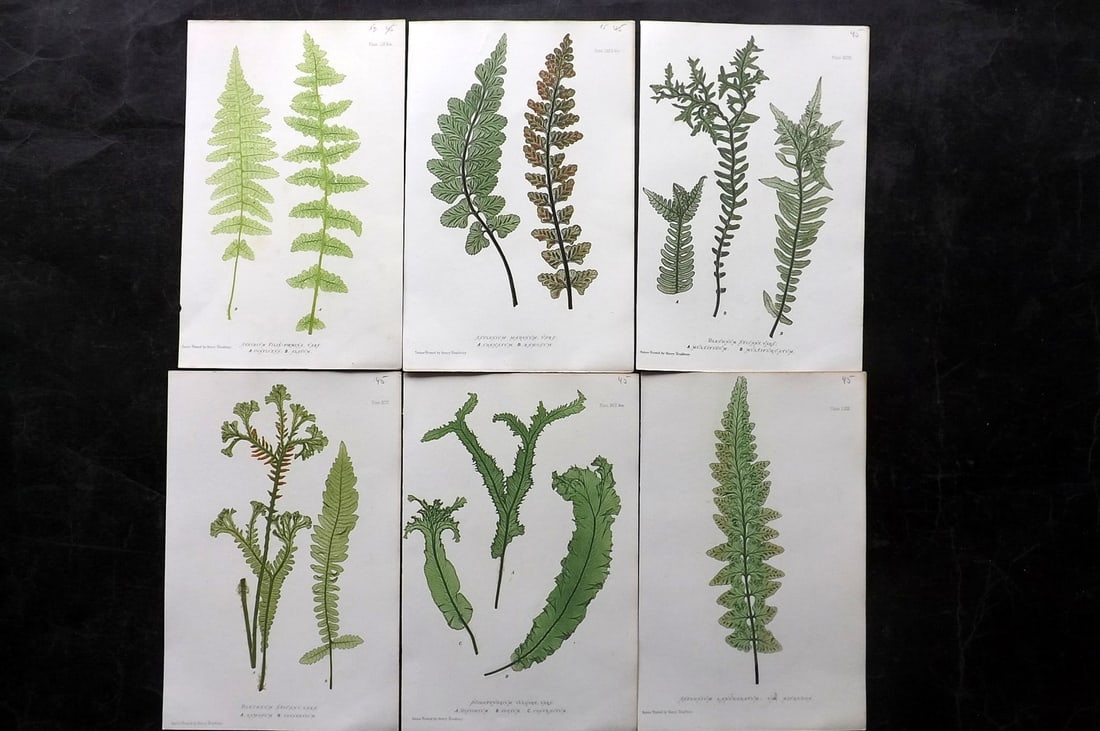 Moore & Bradbury 1860 Lot of 6 Nature Printed Ferns: Nature Printed Electrotypes Published 1859-60 by Bradbury & Evans, London for "The Octavo Nature-Printed British Ferns" by Thomas Moore. Paper Size: 9.5 x 6 inch (25 x 15cm) Minor background toning in