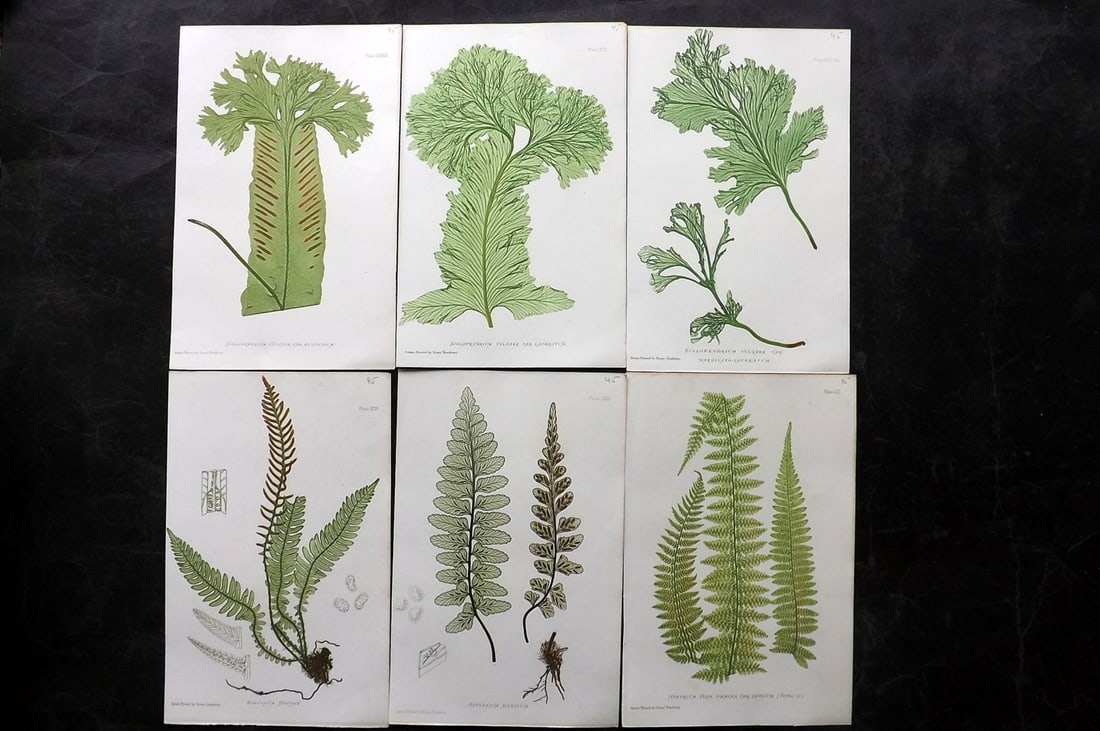 Moore & Bradbury 1860 Lot of 6 Nature Printed Ferns: Nature Printed Electrotypes Published 1859-60 by Bradbury & Evans, London for "The Octavo Nature-Printed British Ferns" by Thomas Moore. Paper Size: 9.5 x 6 inch (25 x 15cm) Minor background toning in