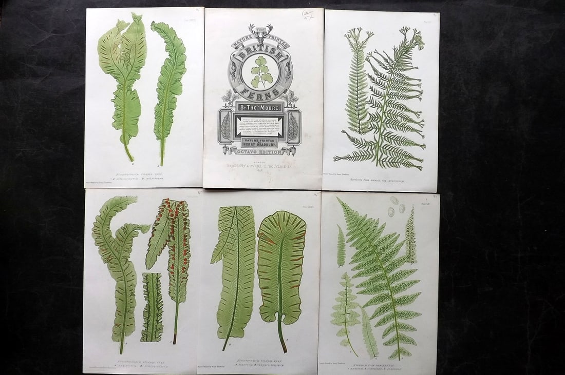 Moore & Bradbury 1860 Lot of 6 Nature Printed Ferns incl Title: Nature Printed Electrotypes Published 1859-60 by Bradbury & Evans, London for "The Octavo Nature-Printed British Ferns" by Thomas Moore. Paper Size: 9.5 x 6 inch (25 x 15cm) Minor background toning in