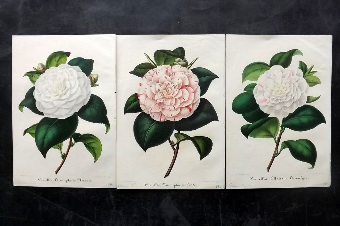 Verschaffelt, Amroise 1854 Lot of 3 Hand Col Camellia Prints (1 of 2)