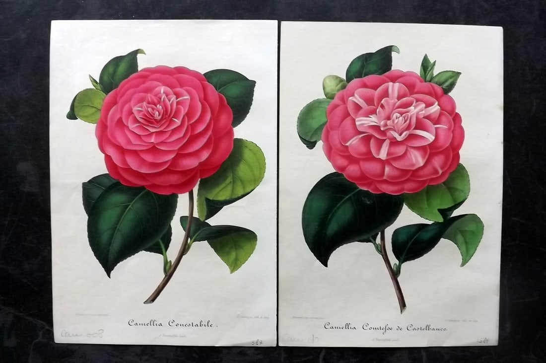Verschaffelt, Amroise 1854 Pair of Hand Col Camellia Prints (1 of 2)