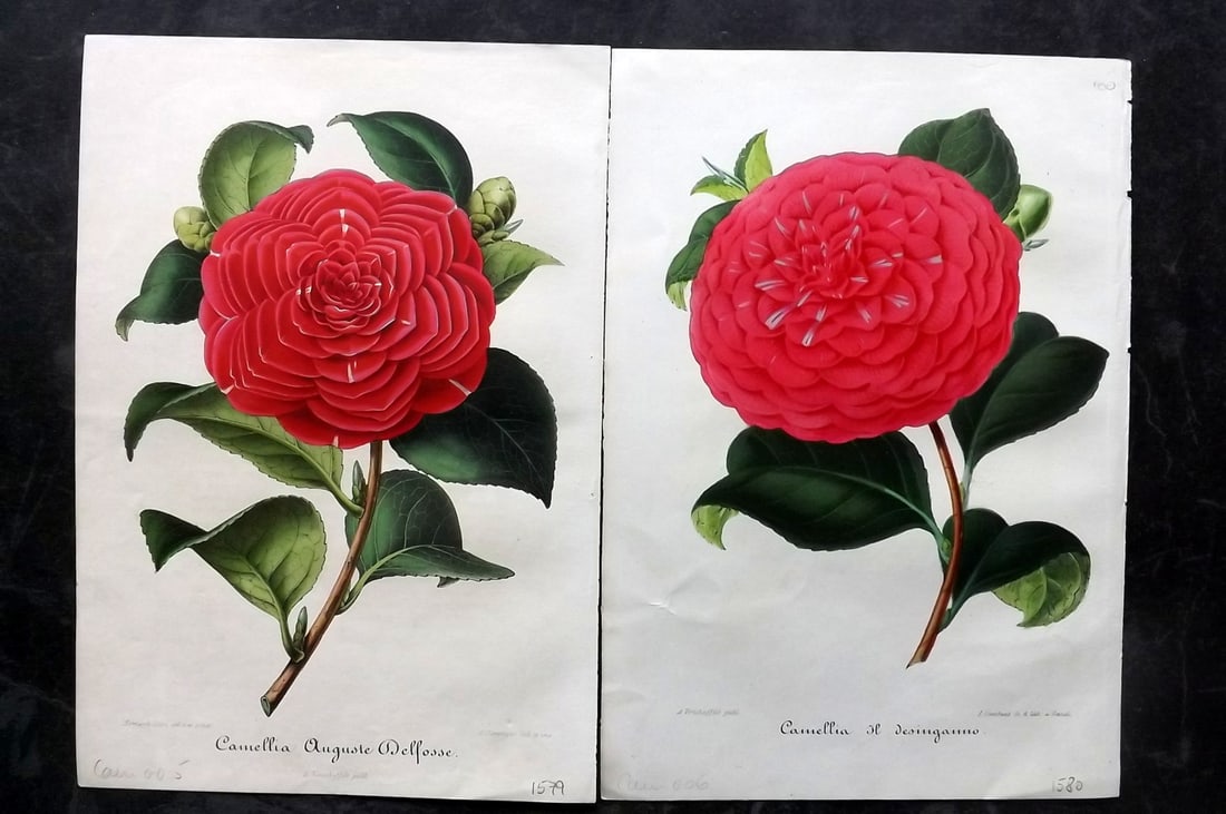 Verschaffelt, Amroise 1854 Pair of Hand Col Camellia Prints (1 of 2)