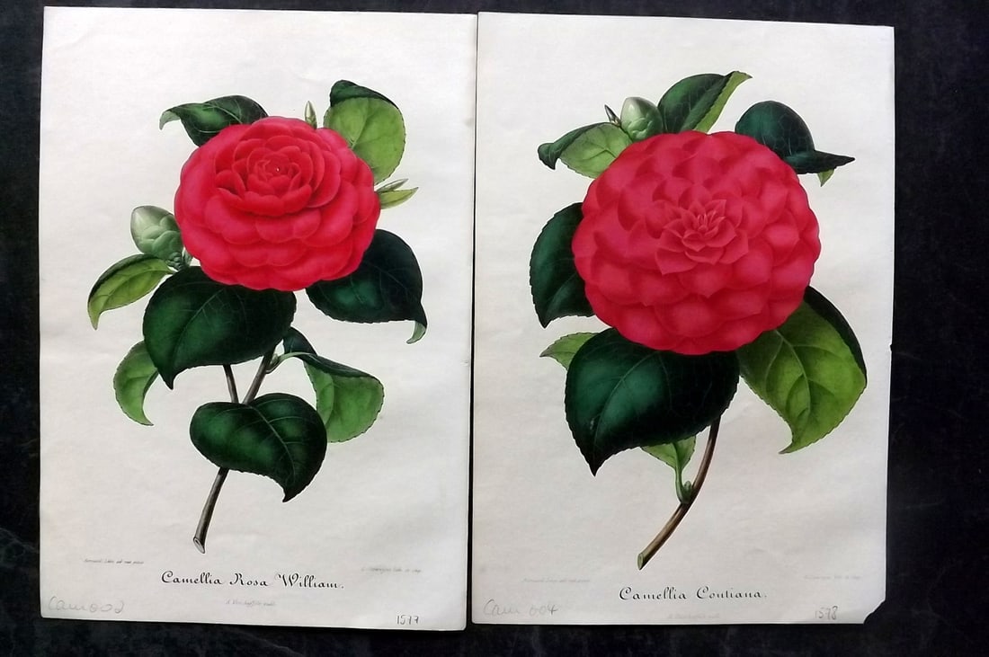 Verschaffelt, Amroise 1854 Pair of Hand Col Camellia Prints (1 of 2)