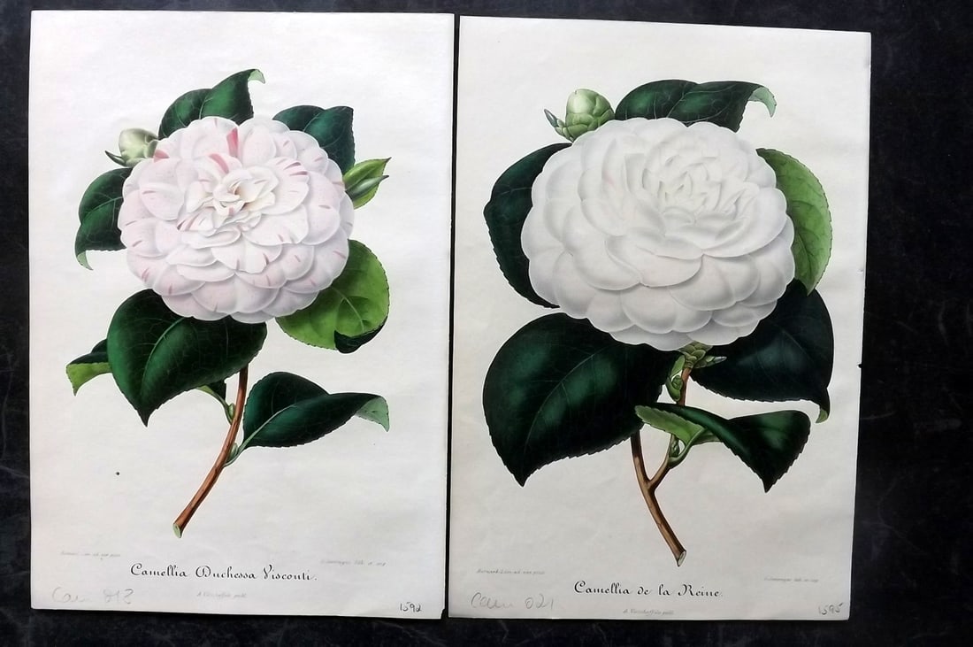 Verschaffelt, Amroise 1854 Pair of Hand Col Camellia Prints (1 of 2)