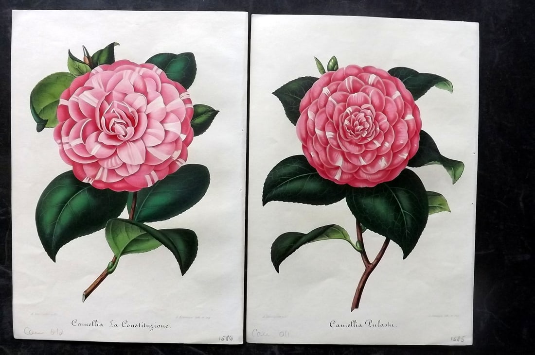 Verschaffelt, Amroise 1854 Pair of Hand Col Camellia Prints (1 of 2)