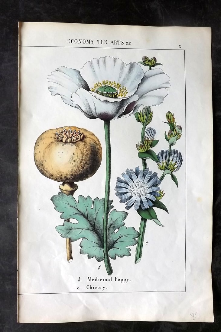 Yonge, Charlotte 1863 Hand Col Botanical Print. Medicinal Poppy, Chicory: Hand Coloured Lithographs Published 1863, London for "The Instructive Picture Book. Or Lessons from the Vegetable World" by Charlotte Mary Yonge. Paper Size: 12.5 x 8 inch (32 x 21cm) Trimmed from a l
