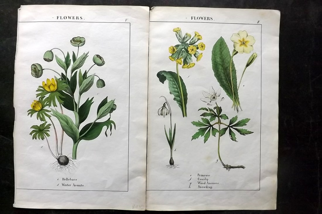Yonge, Charlotte 1863 Pair of Hand Col Botanical Prints: Hand Coloured Lithographs Published 1863, London for "The Instructive Picture Book. Or Lessons from the Vegetable World" by Charlotte Mary Yonge. Paper Size: 12.5 x 8 inch (32 x 21cm) Trimmed from a l