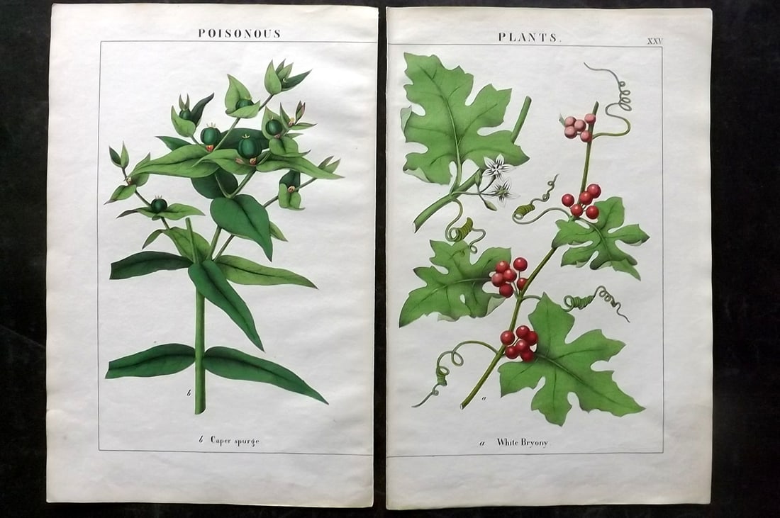 Yonge, Charlotte 1863 Pair of Hand Col Botanical Prints: Hand Coloured Lithographs Published 1863, London for "The Instructive Picture Book. Or Lessons from the Vegetable World" by Charlotte Mary Yonge. Paper Size: 12.5 x 8 inch (32 x 21cm) Trimmed from a l