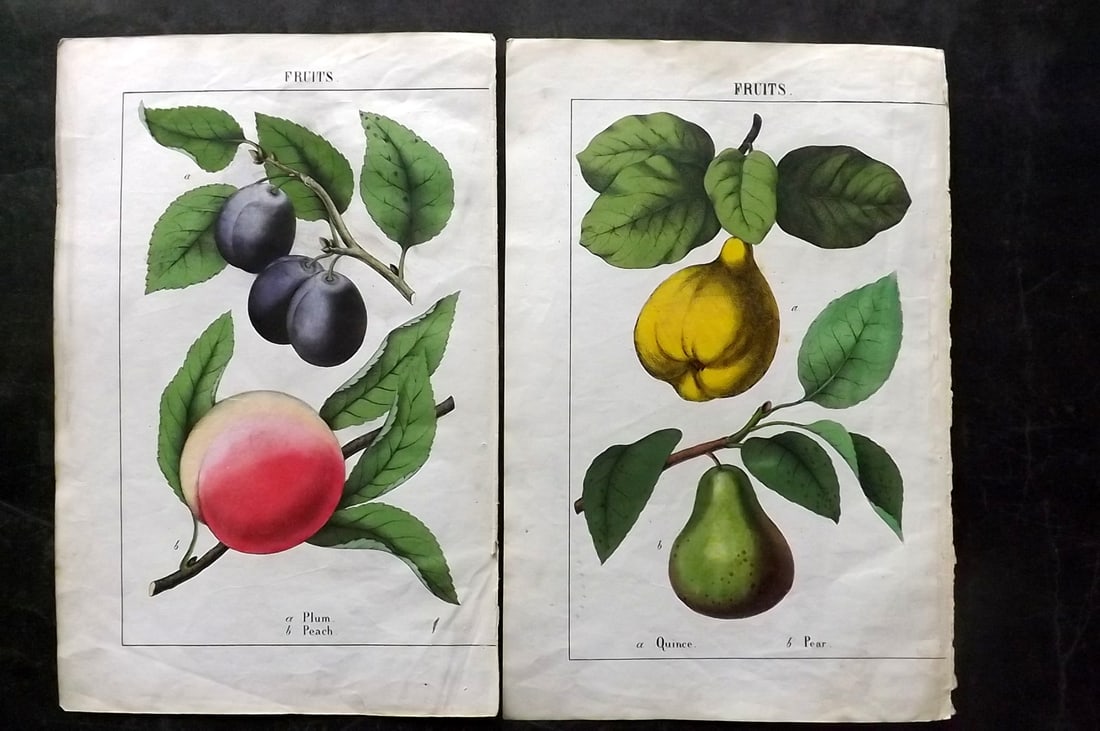 Yonge, Charlotte 1863 Pair of Hand Col Fruit Prints: Hand Coloured Lithographs Published 1863, London for "The Instructive Picture Book. Or Lessons from the Vegetable World" by Charlotte Mary Yonge. Paper Size: 12.5 x 8 inch (32 x 21cm) Trimmed from a l