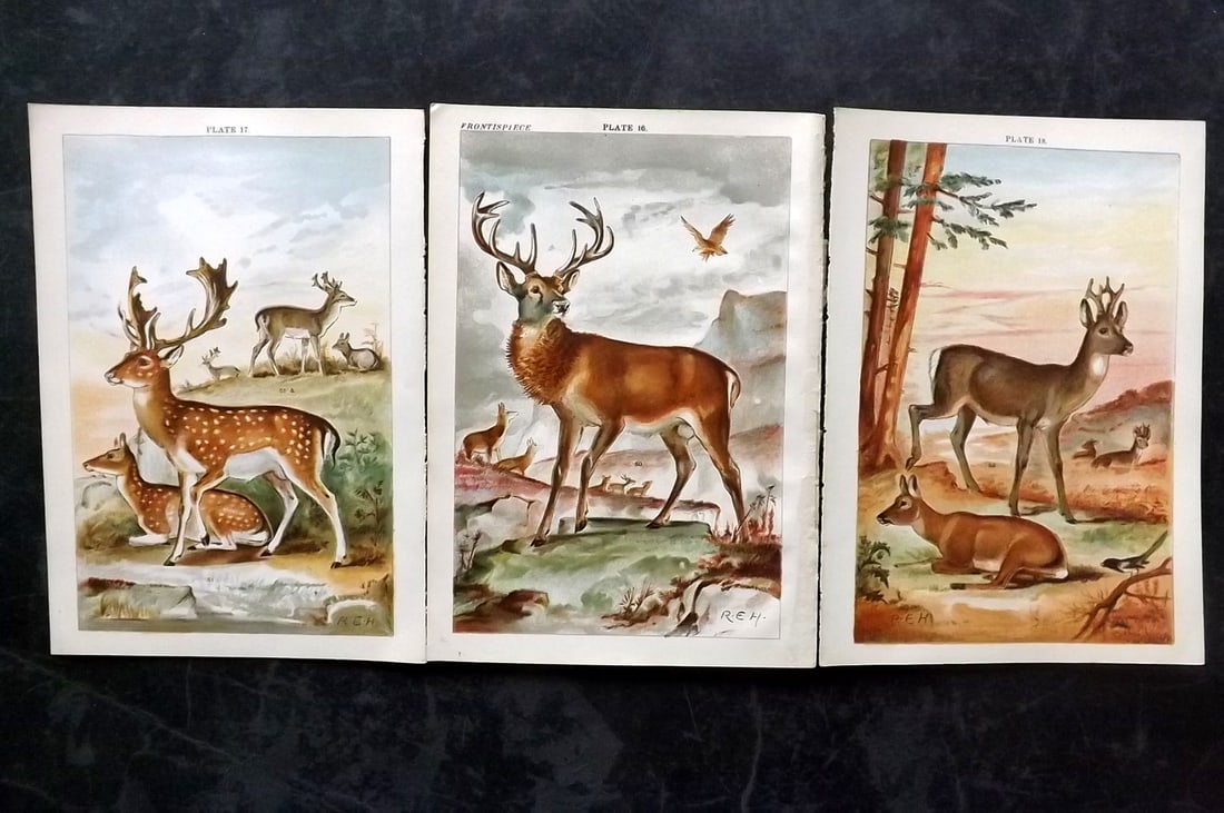 Gordon, W. J. C1900 Lot of 3 Deer Prints: Chromolithographs Published C1900, London for the "Our Country's" Series by W. J. Gordon. Paper Size: 7.5 x 5 inch (19 x 13cm) Good Condition