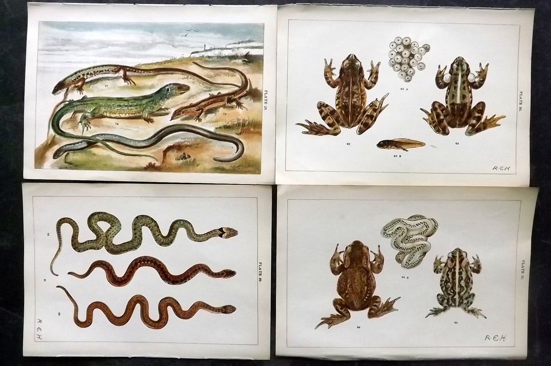 Gordon, W. J. C1900 Lot of 4 Reptile Prints (1 of 2)