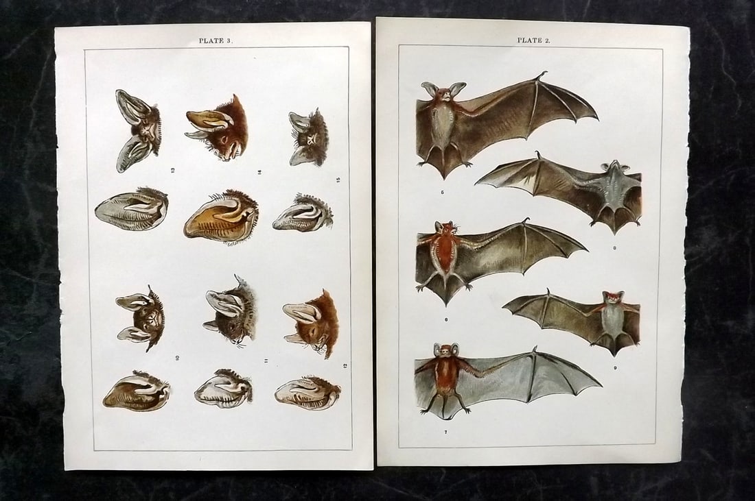 Gordon, W. J. C1900 Pair of Antique Bat Prints: Chromolithographs Published C1900, London for the "Our Country's" Series by W. J. Gordon. Paper Size: 7.5 x 5 inch (19 x 13cm) Good Condition