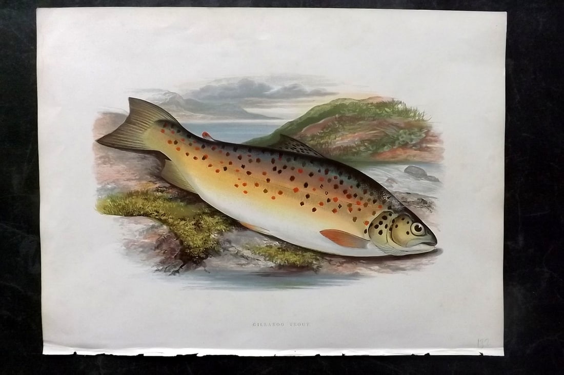 Houghton, Rev. William 1879 Folio Fish Print. Gillaroo Trout: Color Printed Woodblock Published 1879 by William Mackenzie, London for "British Fresh-Water Fishes" by the Rev. William Houghton. Illustrated by A. F. Lydon, printed by Benjamin Fawcett. Paper Size: 