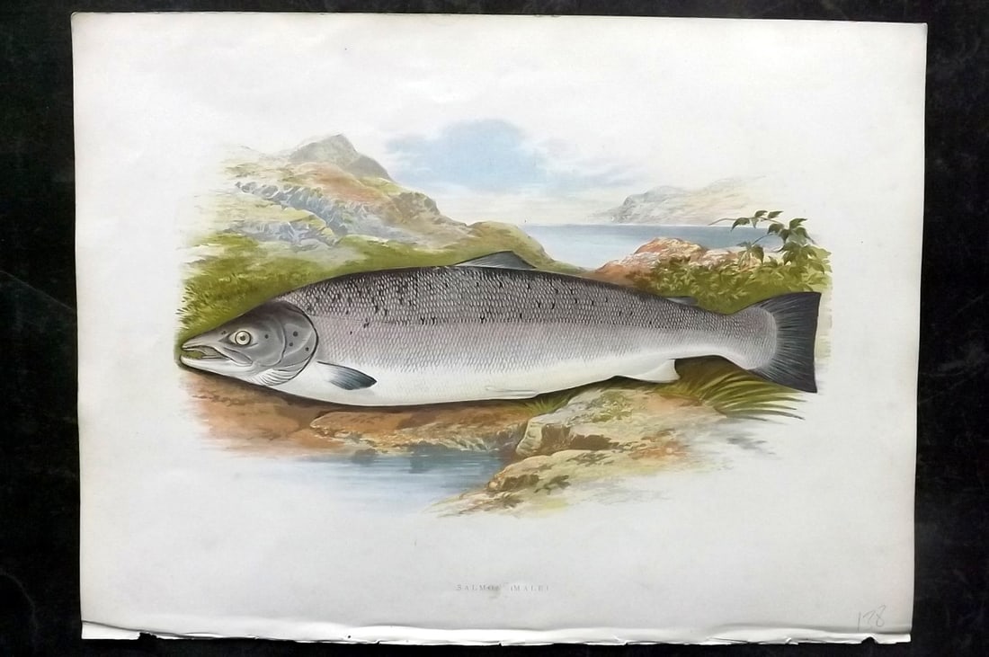 Houghton, Rev. William 1879 Folio Fish Print. Salmon (Male) (1 of 2)