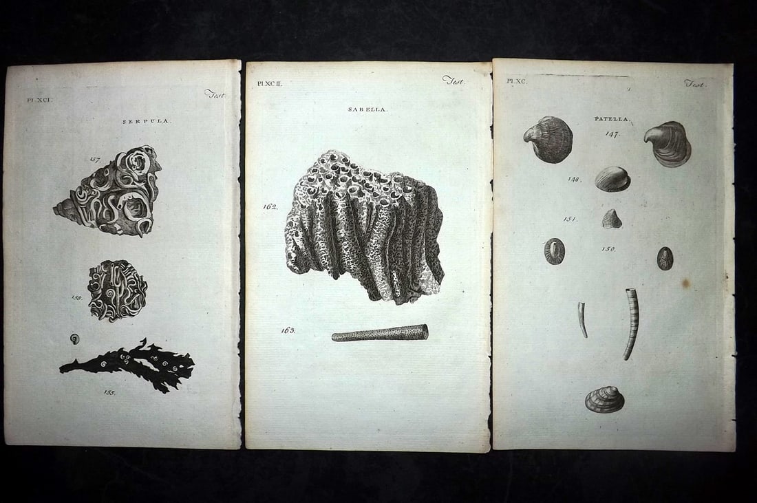 Pennant, Thomas 1776 Lot of 3 Antique Shell Prints: Copper Plates Published 1776-77, London for "British Zoology" by Thomas Pennant. Paper Size: 8 x 5 inch (21 x 13cm) Good Condition