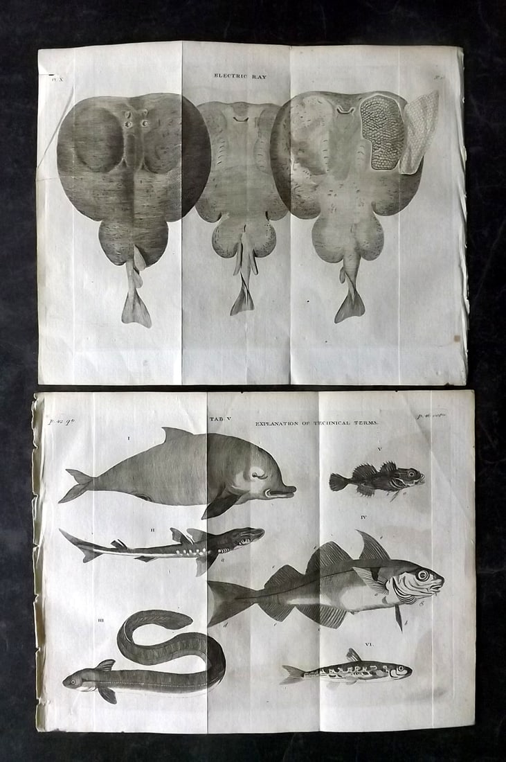 Pennant, Thomas 1776 Pair of Antique Fish Prints: Copper Plates Published 1776-77, London for "British Zoology" by Thomas Pennant. Folds as issued. Paper Size: 10.5 x 8 inch (27 x 21cm) Very minor offsetting. Good Condition