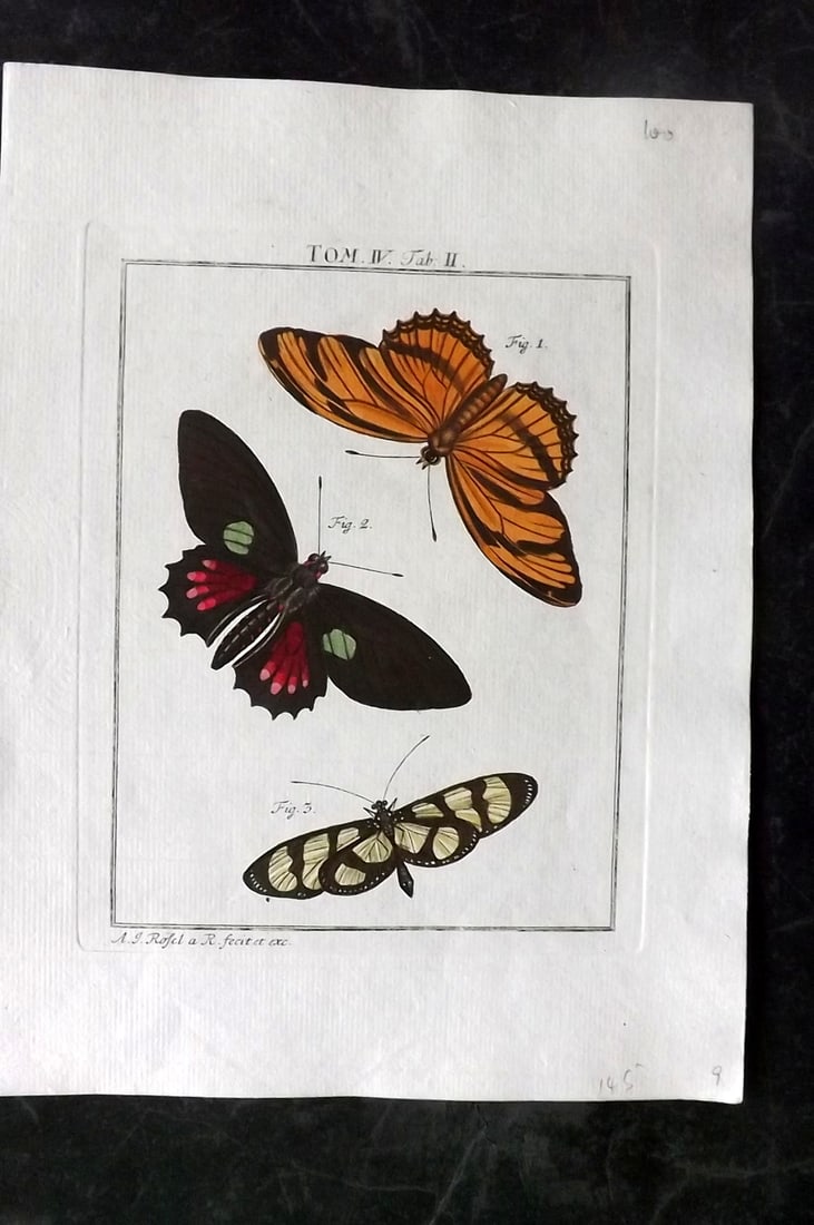Rosel, August C1780 Rare Hand Col Insect Print. Butterflies 4-02 (1 of 1)