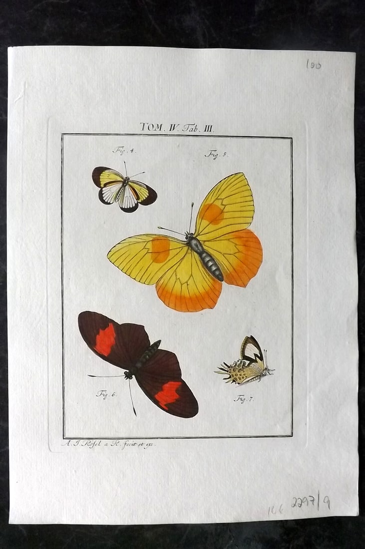 Rosel, August C1780 Rare Hand Col Insect Print. Butterflies 4-03 (1 of 1)