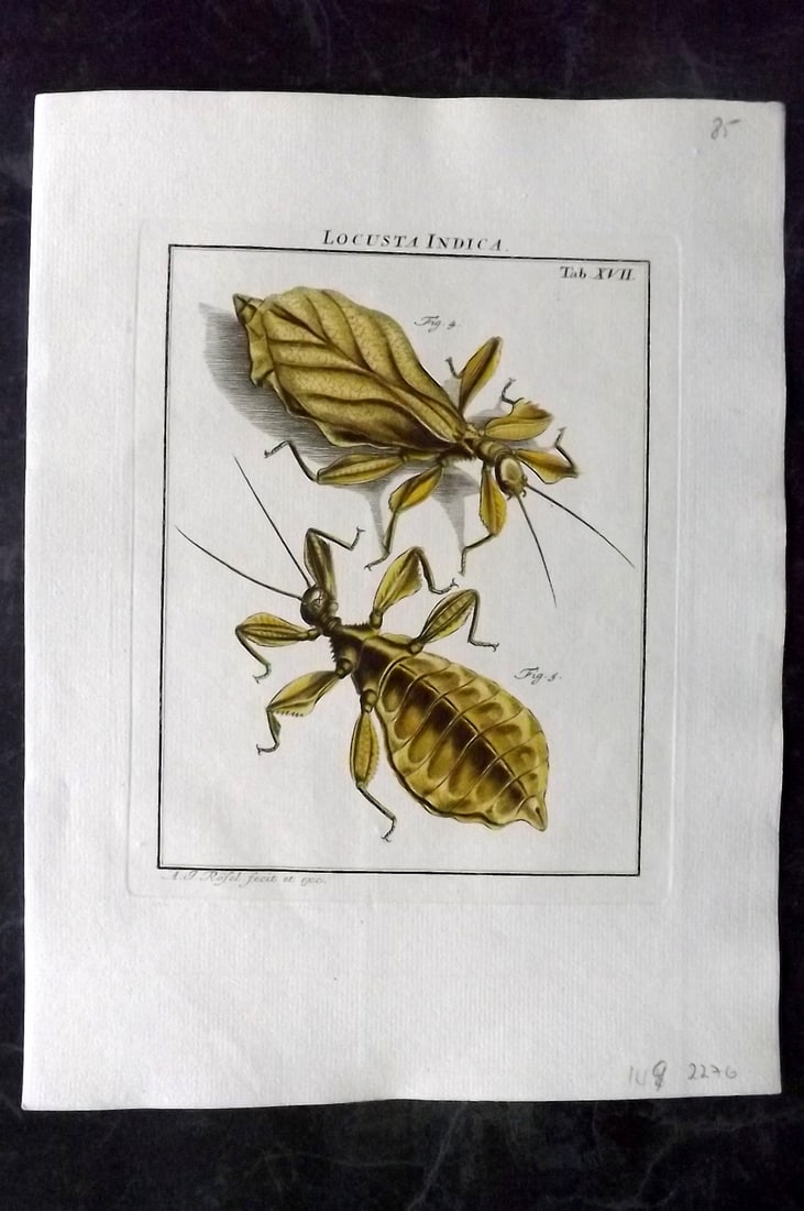 Rosel, August C1780 Rare Hand Col Insect Print. Locusts 17 (1 of 1)